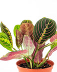 Red Prayer Plant - Green Fresh Florals + Plants