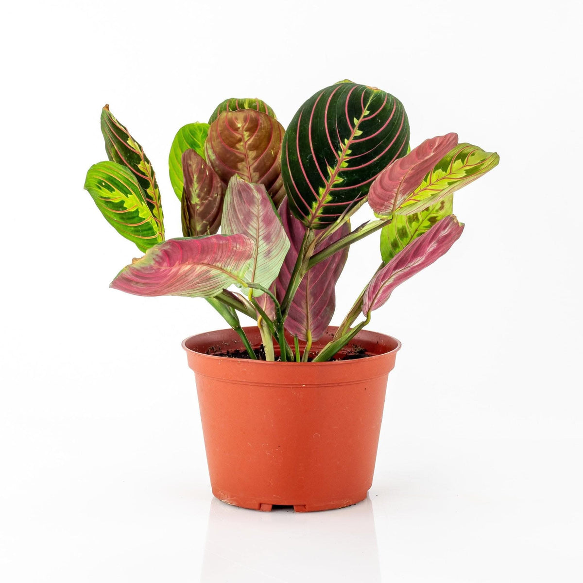 Red Prayer Plant Green Fresh Florals + Plants