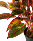 Red Siam Aglaonema Green Fresh Florals + Plants