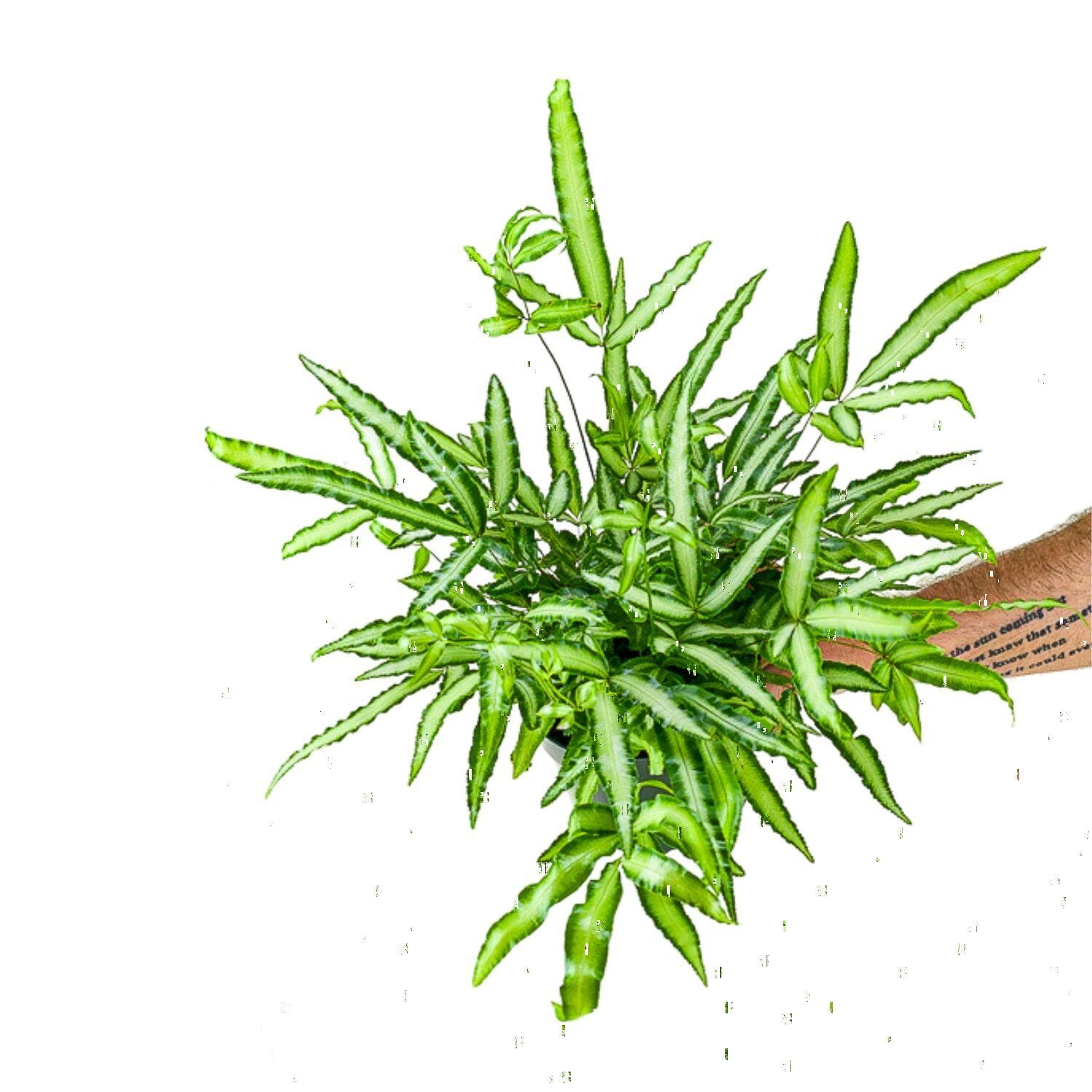 Ribbon Fern - Green Fresh Florals + Plants