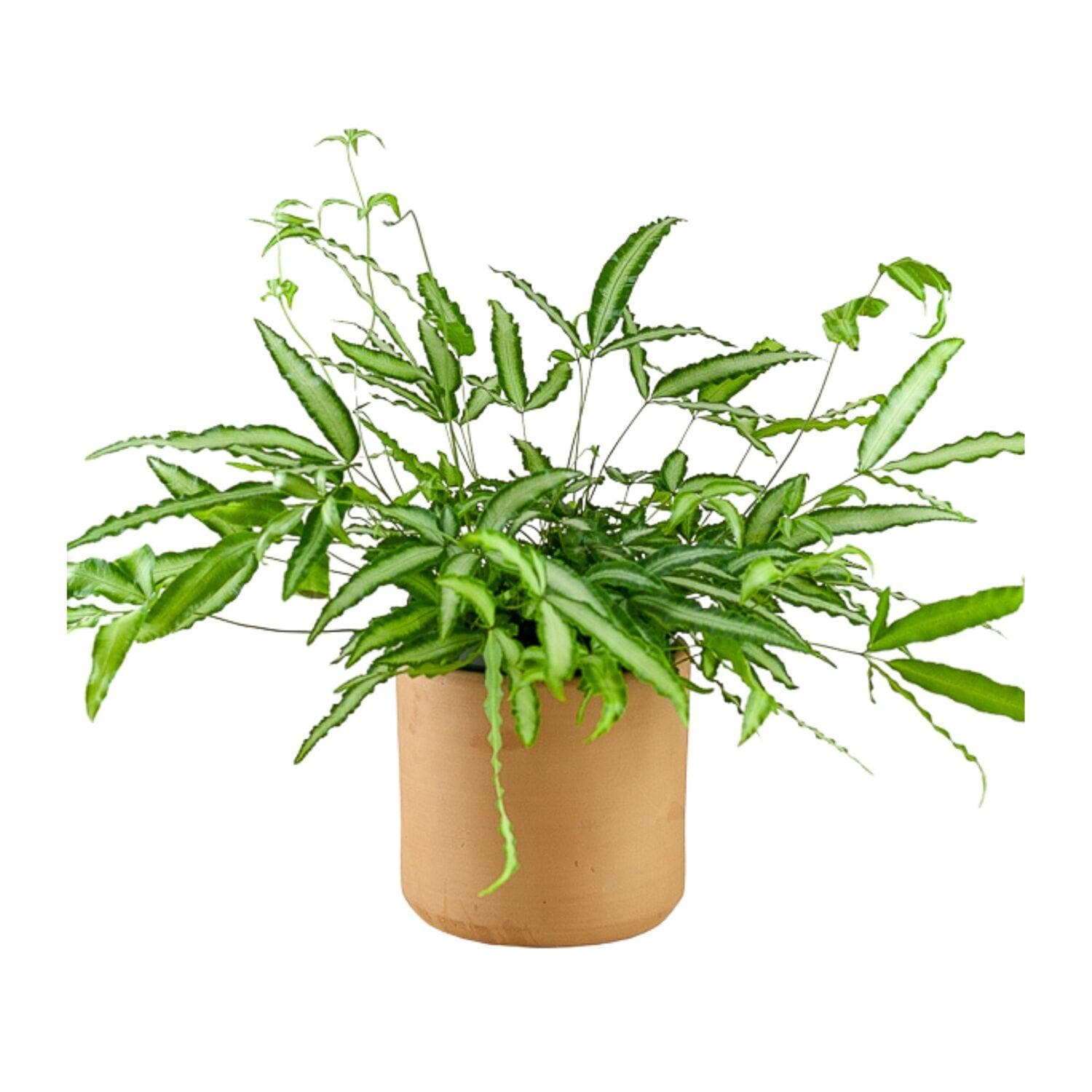 Ribbon Fern - Green Fresh Florals + Plants