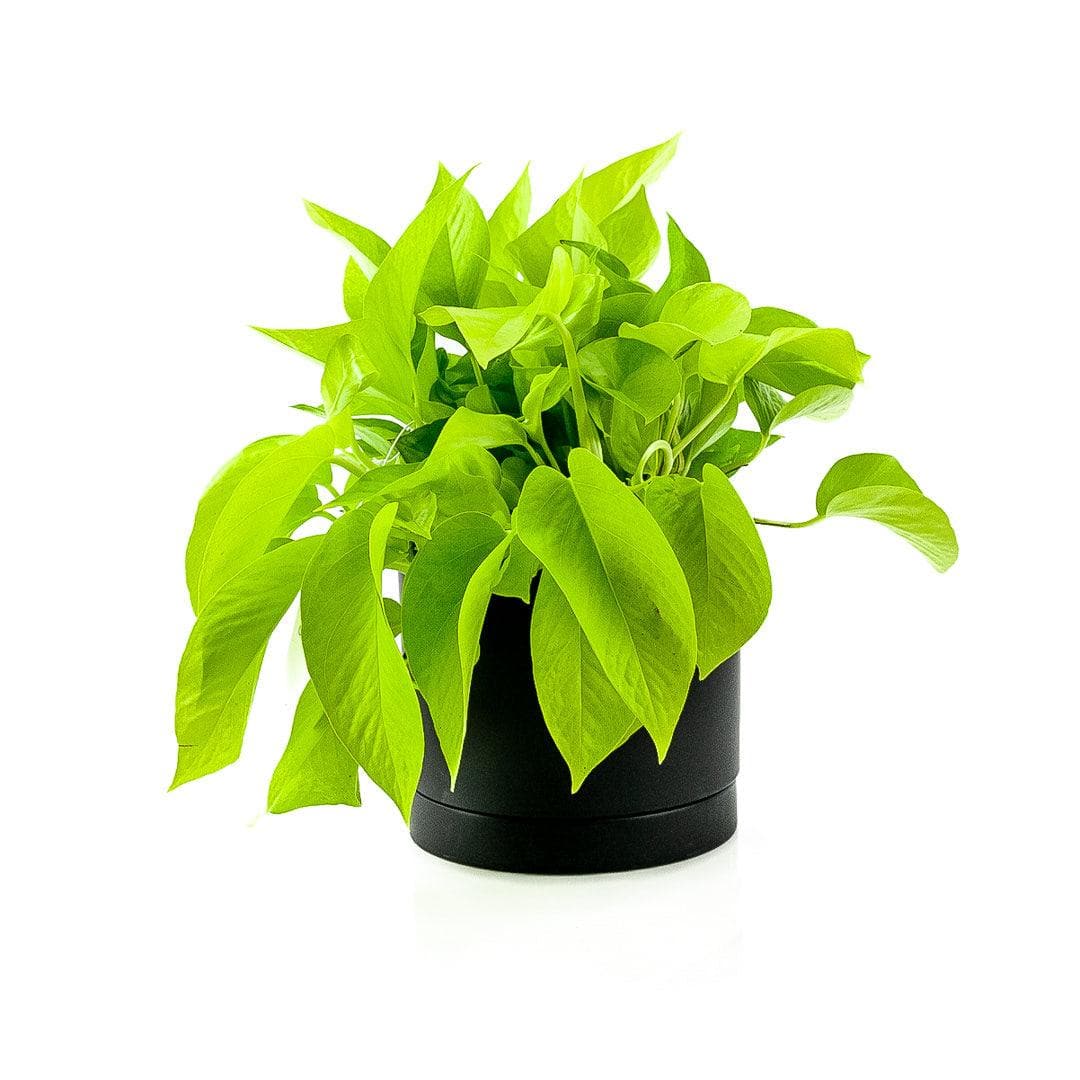 Romey Pot Collection - Green Fresh Florals + Plants