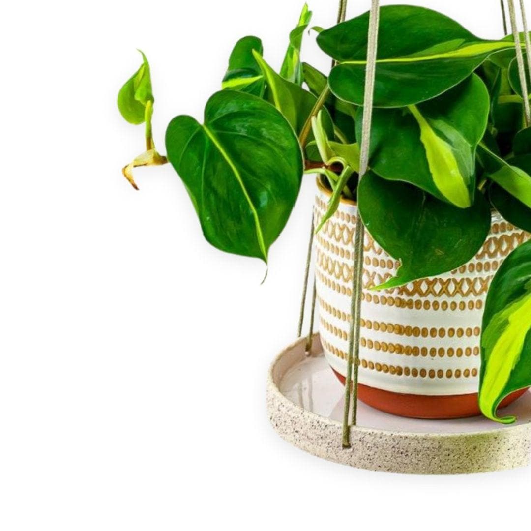 Round Stoneware Plant Hanger - Green Fresh Florals + Plants