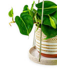 Round Stoneware Plant Hanger - Green Fresh Florals + Plants
