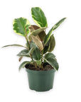 Rubber Tree Tineke - Green Fresh Florals + Plants