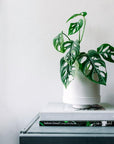 Self-Watering Cylinder Planter - Green Fresh Florals + Plants