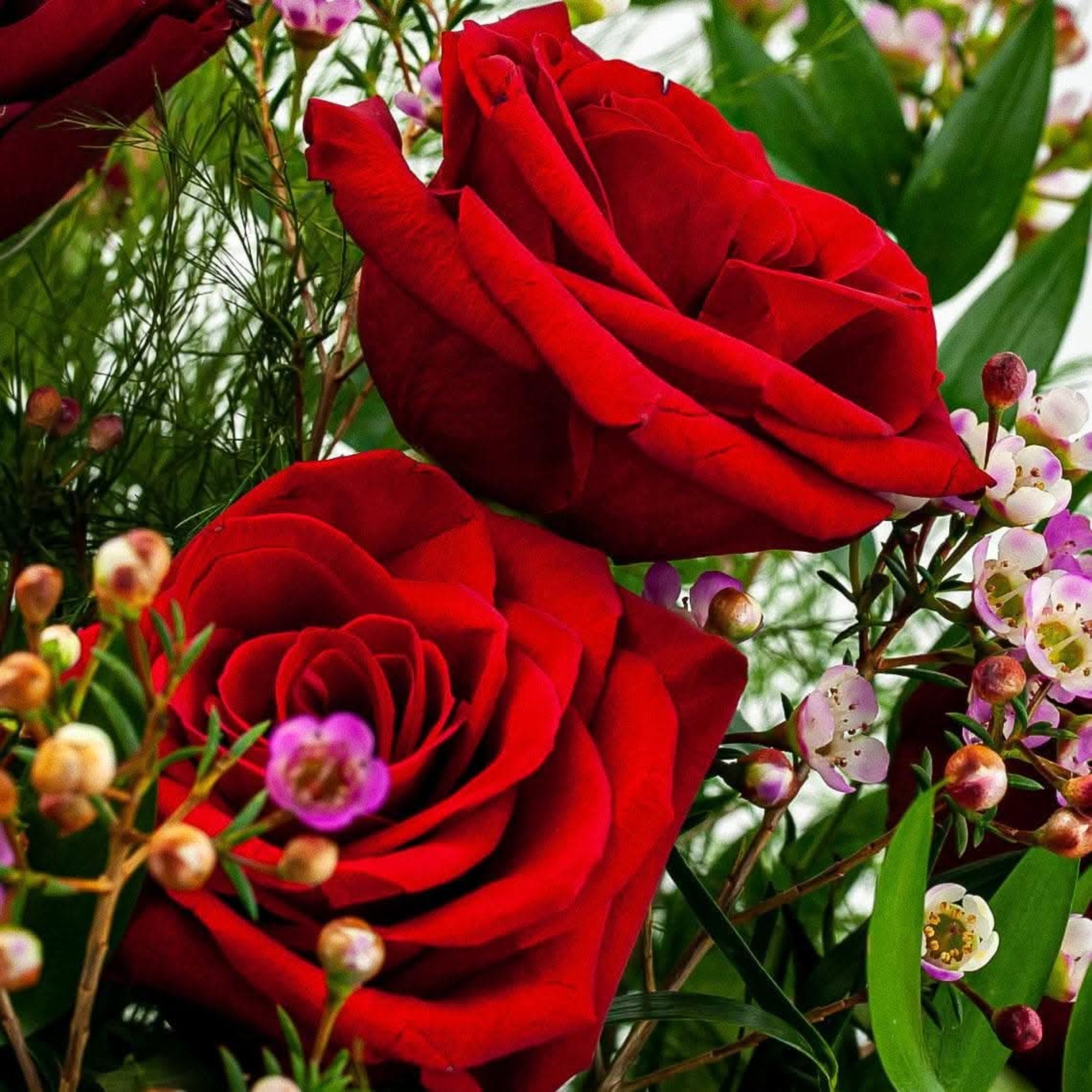 Shades of Red Long-Stem Roses - Green Fresh Florals + Plants