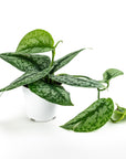 Silver Splash Pothos - Green Fresh Florals + Plants