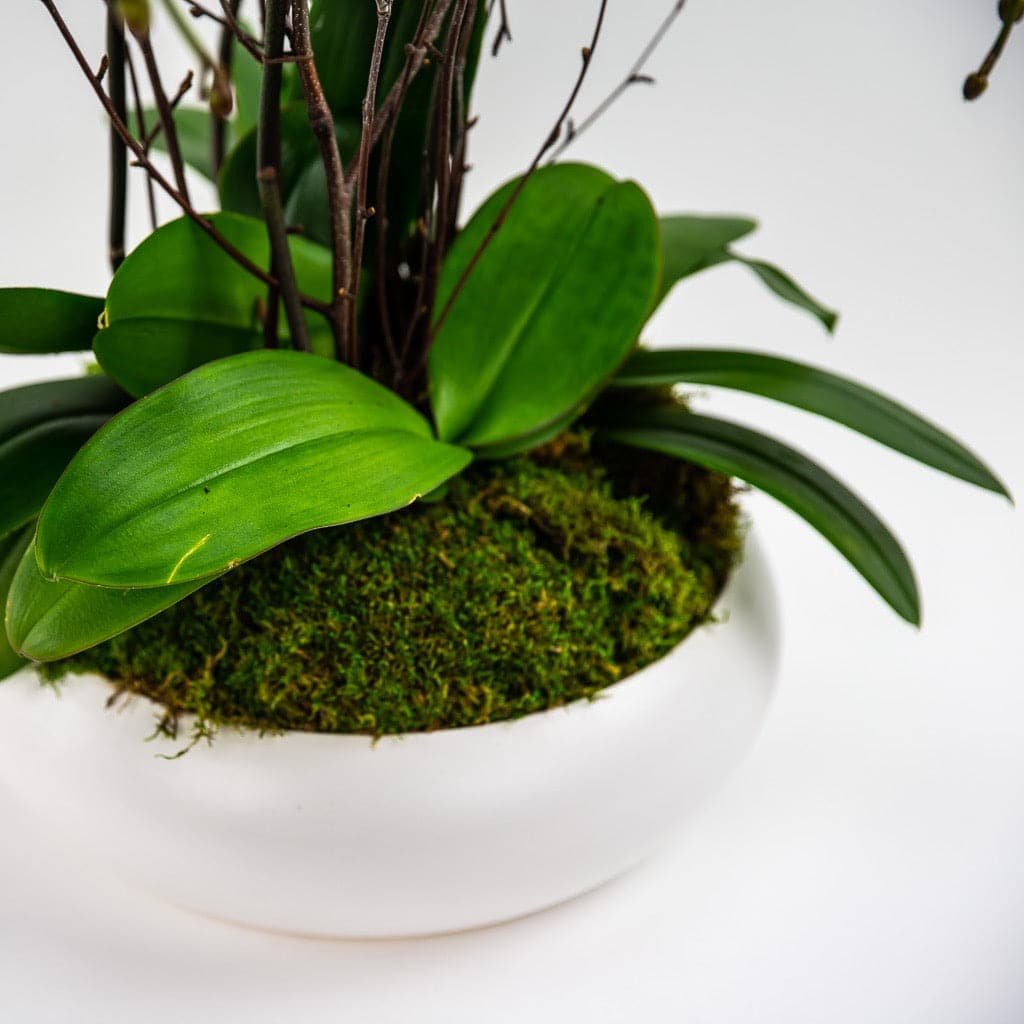 Simply Stunning Deluxe Orchid Planting - Green Fresh Florals + Plants