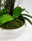Simply Stunning Deluxe Orchid Planting - Green Fresh Florals + Plants