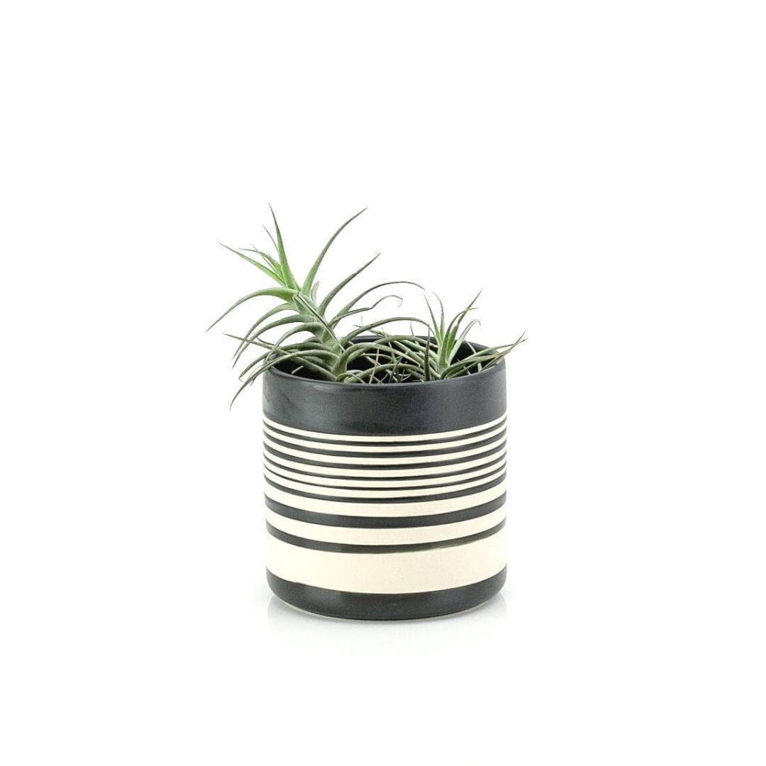 Sinclair Horizontal Striped Pot - Green Fresh Florals + Plants