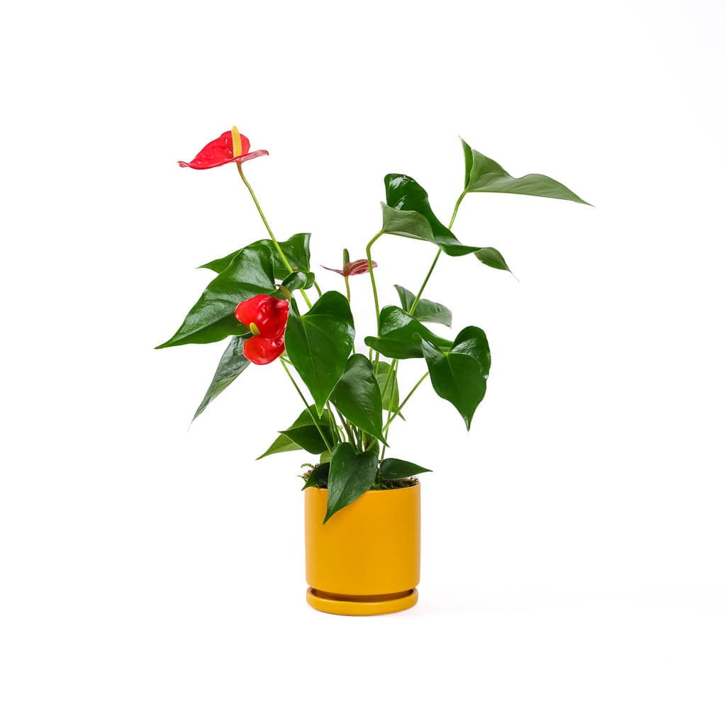 Small Gemstone Potted Anthurium - Green Fresh Florals + Plants