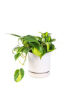 Small Gemstone Potted Brasil Philodendron - Green Fresh Florals + Plants