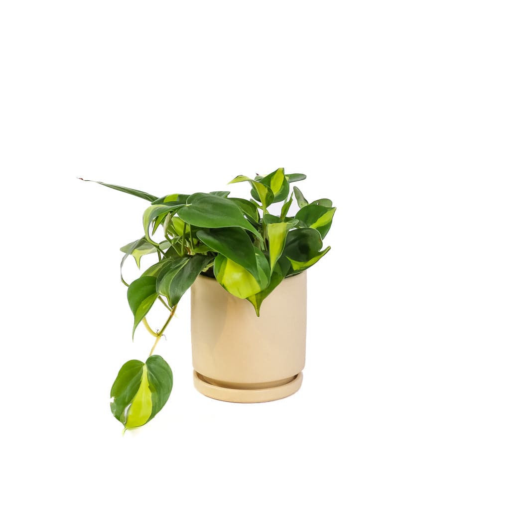 Small Gemstone Potted Brasil Philodendron - Green Fresh Florals + Plants