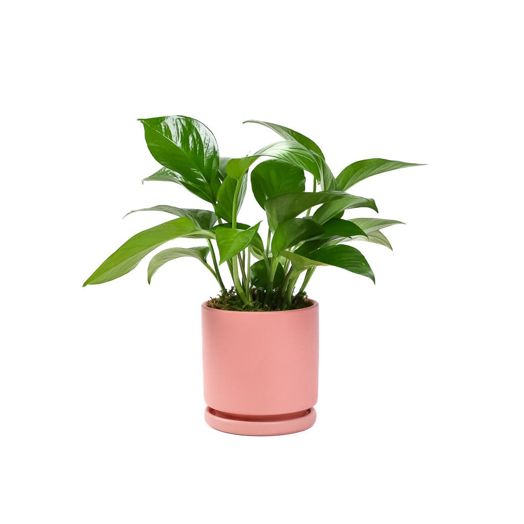 Small Gemstone Potted Golden Pothos - Green Fresh Florals + Plants