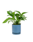 Small Gemstone Potted Golden Pothos - Green Fresh Florals + Plants