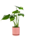 Small Gemstone Potted Monstera Deliciosa - Green Fresh Florals + Plants