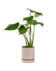 Small Gemstone Potted Monstera Deliciosa - Green Fresh Florals + Plants