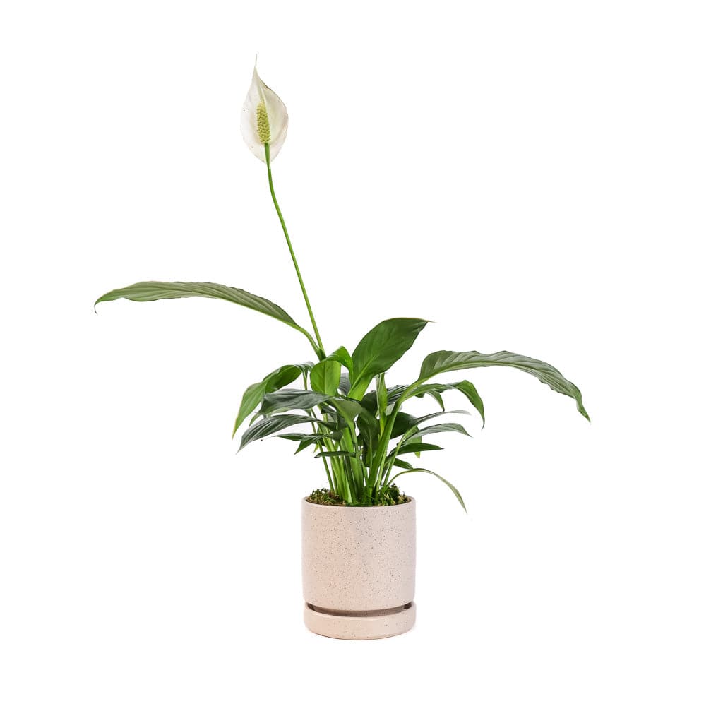 Small Gemstone Potted Peace Lily - Green Fresh Florals + Plants