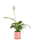 Small Gemstone Potted Peace Lily - Green Fresh Florals + Plants