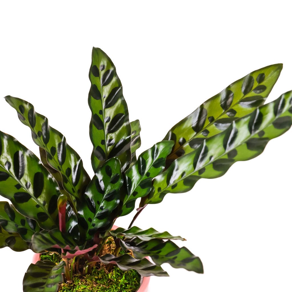 Small Gemstone Potted Rattlesnake Calathea - Green Fresh Florals + Plants