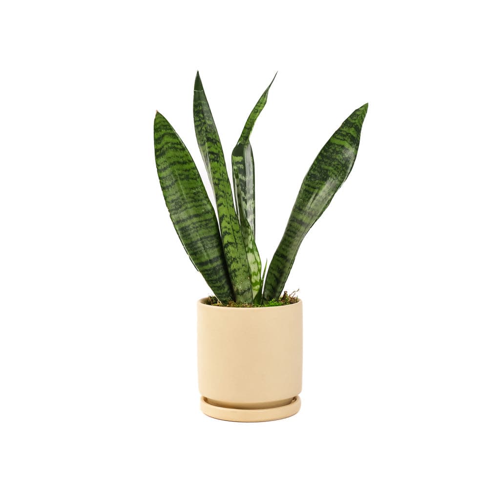 Small Gemstone Potted Snake Plant - Green Fresh Florals + Plants