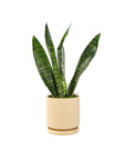 Small Gemstone Potted Snake Plant - Green Fresh Florals + Plants