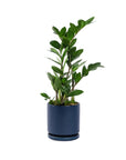 Small Gemstone Potted ZZ Plant - Green Fresh Florals + Plants