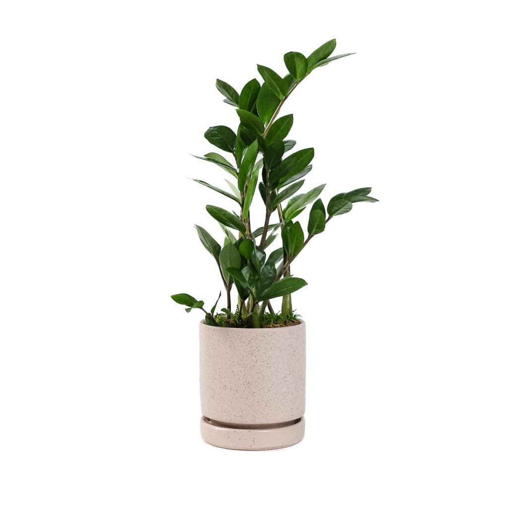Small Gemstone Potted ZZ Plant - Green Fresh Florals + Plants