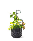 Spindle Plant Stick - Green Fresh Florals + Plants