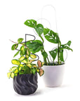 Spindle Plant Stick - Green Fresh Florals + Plants