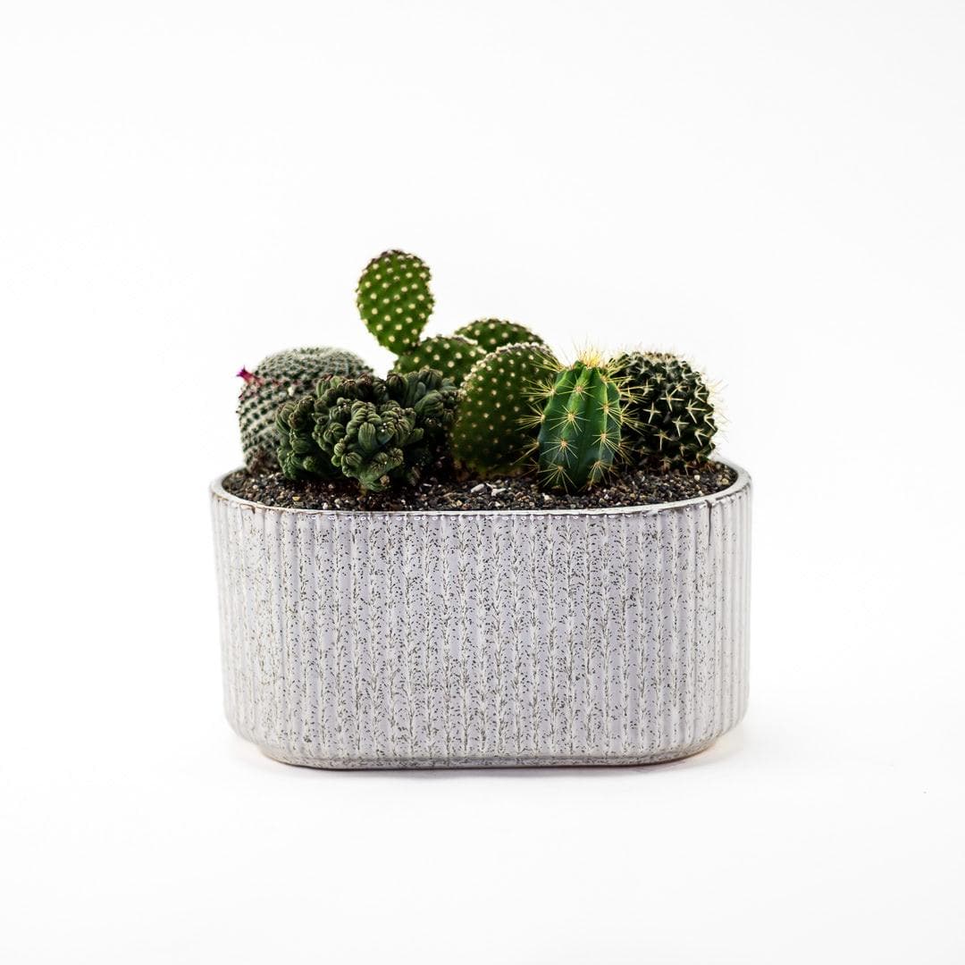 Stable Pot Cacti Planting - Green Fresh Florals + Plants