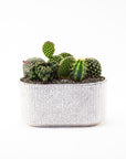 Stable Pot Cacti Planting - Green Fresh Florals + Plants