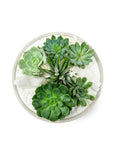 Stone Grey Crystal Succulent Garden - Green Fresh Florals + Plants