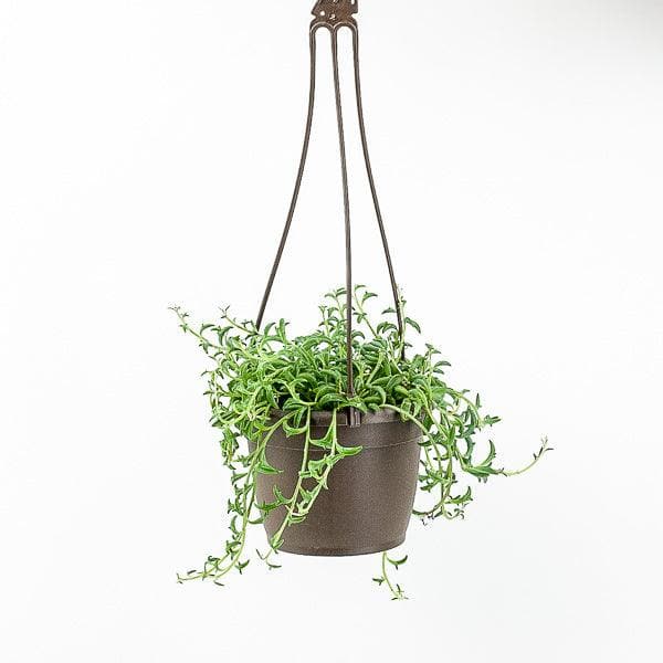 String of Dolphins - Green Fresh Florals + Plants