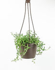 String of Dolphins - Green Fresh Florals + Plants