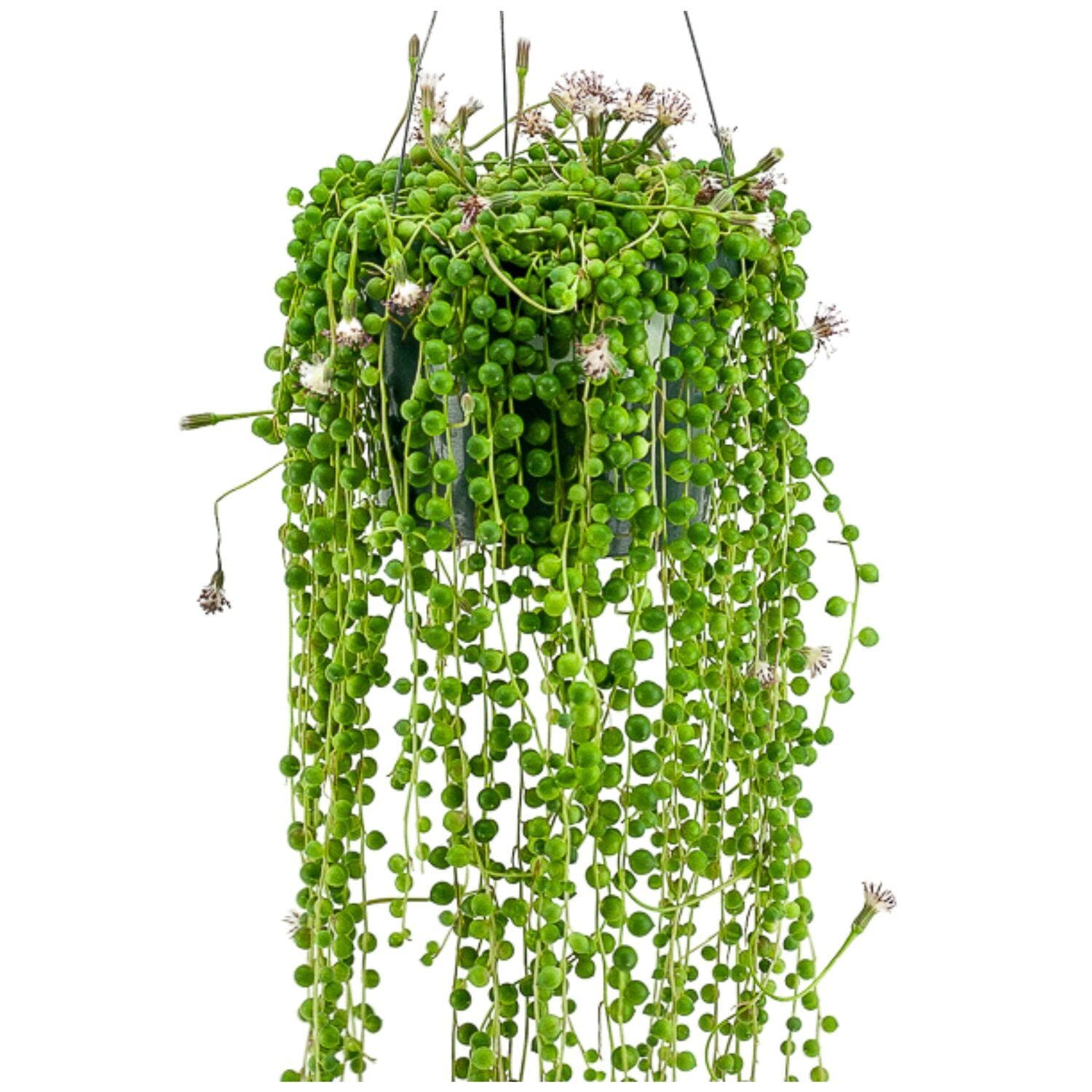 String of Pearls - Green Fresh Florals + Plants