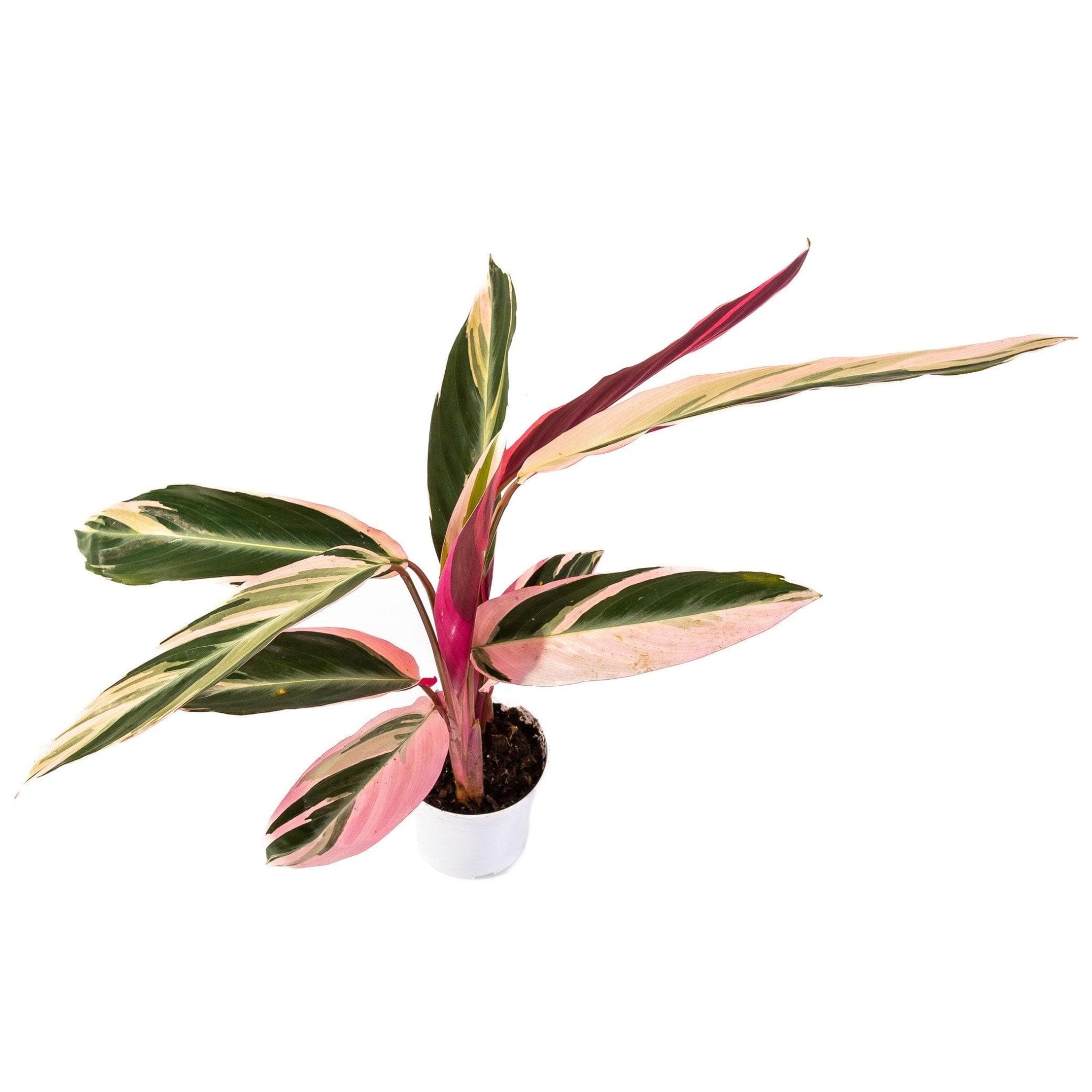 Stromanthe Calathea Triostar - Green Fresh Florals + Plants