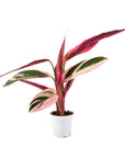 Stromanthe Calathea Triostar - Green Fresh Florals + Plants