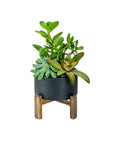 Succulent Planting with Wood Stand - Green Fresh Florals + Plants
