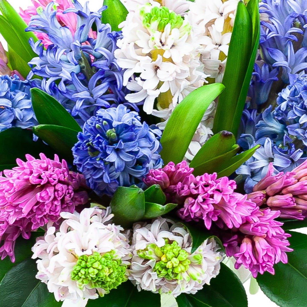 Sweet Hyacinth Floral - Green Fresh Florals + Plants
