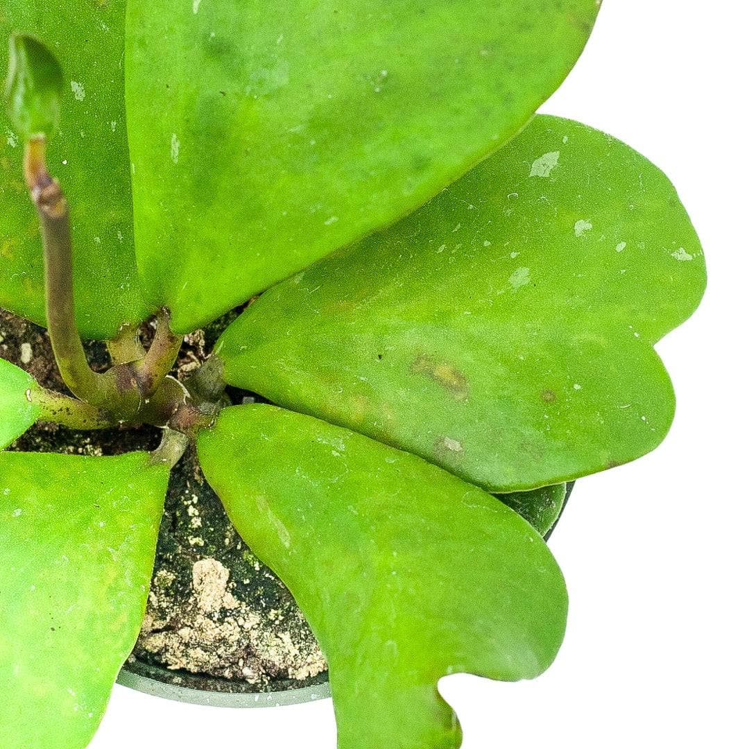 Sweetheart Hoya - Green Fresh Florals + Plants
