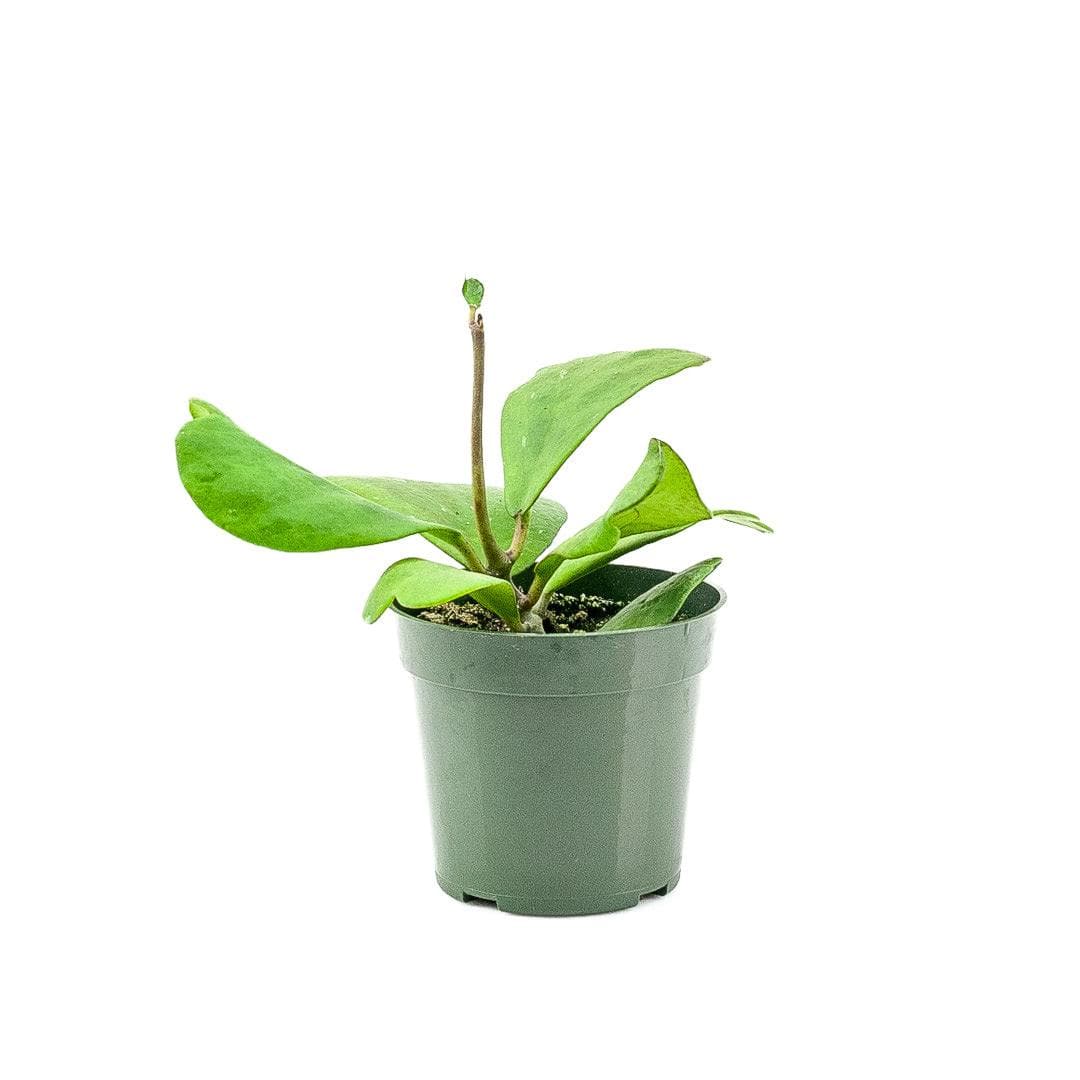 Sweetheart Hoya - Green Fresh Florals + Plants