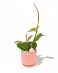 Sweetheart Hoya Planting - Green Fresh Florals + Plants