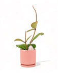 Sweetheart Hoya Planting - Green Fresh Florals + Plants