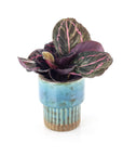 Teal Terracotta Planter - Green Fresh Florals + Plants