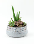 Terrazzo + Citrine Succulent Planting - Green Fresh Florals + Plants