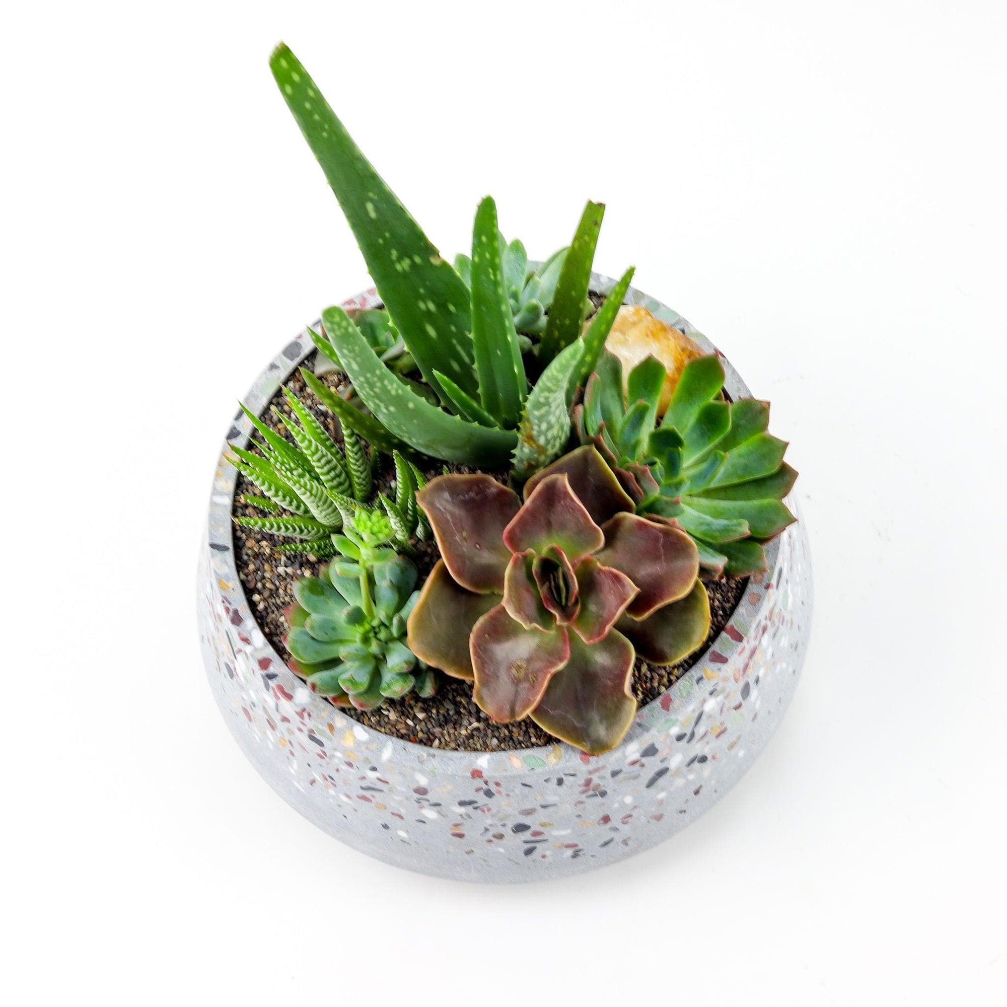 Terrazzo + Citrine Succulent Planting - Green Fresh Florals + Plants