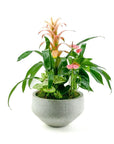 Terrazzo Tropical Planting - Green Fresh Florals + Plants