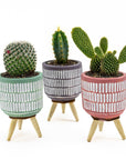 Three Legged Mini Cactus - Green Fresh Florals + Plants
